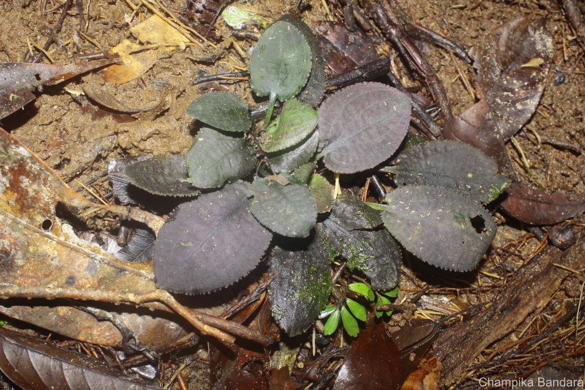 Cryptocoryne thwaitesii Schott